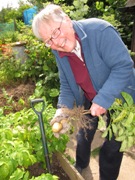 Chris Wilkin with potatoes in her Coventry garden.