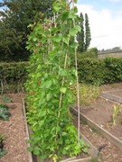 Runner beans in the Wilkin garden.