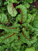 Swiss chard ready to harvest in Manchester.