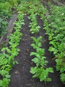 Rows of parsnips in David Wilkin's Manchester garden.