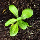 A lettuce seedling.